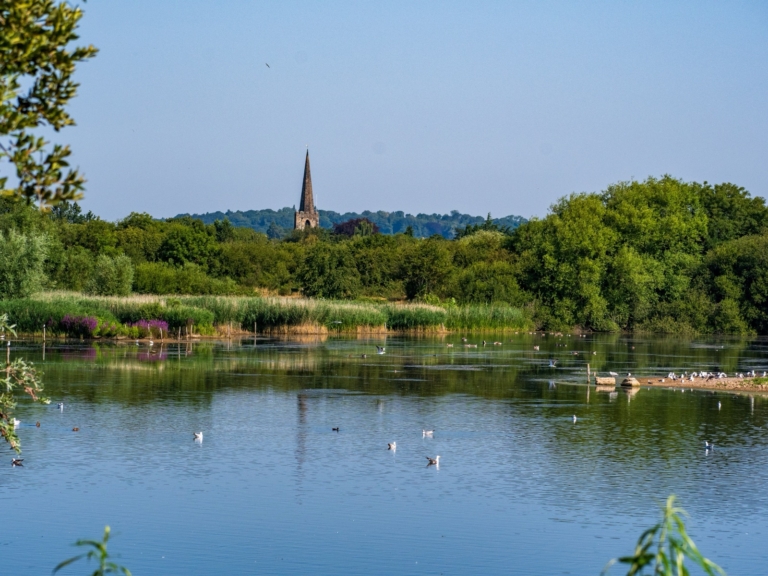 Lakes and wildfowl at Attenborough Nature Reserve, with a church spire beyond